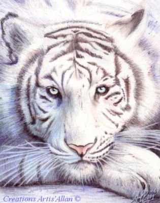 tigre blanc